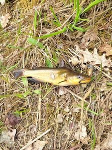 Black Bullhead