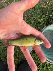 Tench