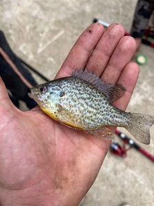 Green Sunfish
