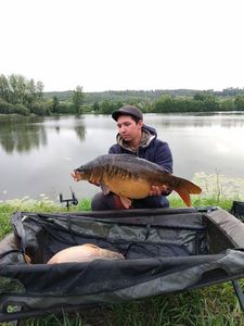 Common Carp
