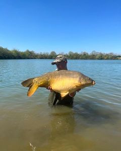 Grass Carp