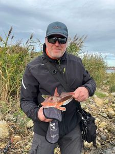 Grey Gurnard