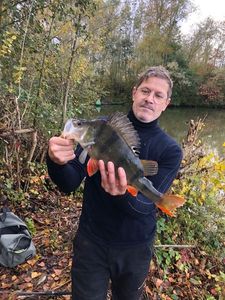 European Perch