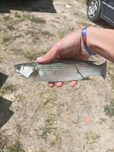Thicklip Grey Mullet