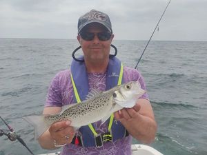 Spotted Seabass