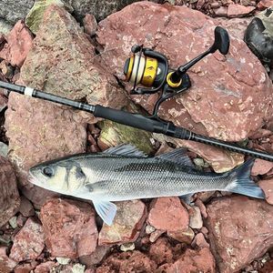 European Bass (Seabass)