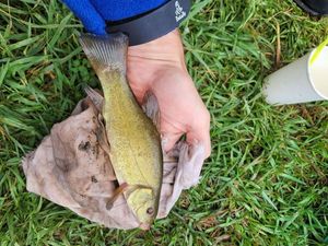 Tench