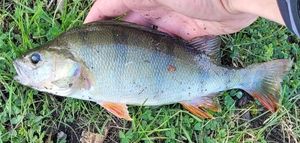 European Perch