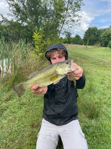 Largemouth Bass