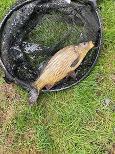 Crucian Carp