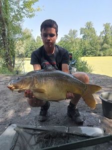 Mirror Carp