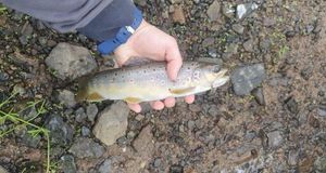 Brown Trout
