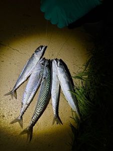 Mackerel
