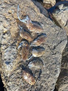 Common Cuttlefish