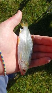Roach