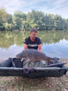 Mirror Carp