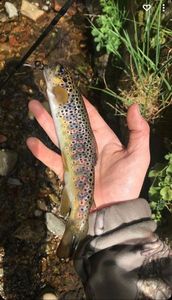 Brown Trout