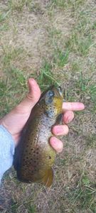 Brown Trout