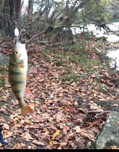 European Perch