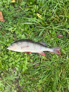 European Perch