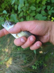 Largemouth Bass