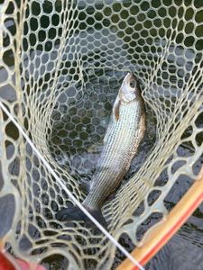 Grayling