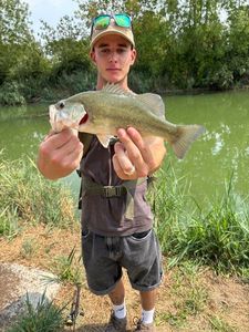 Largemouth Bass
