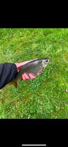Roach
