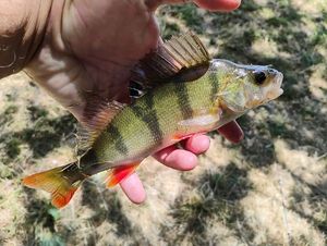 European Perch