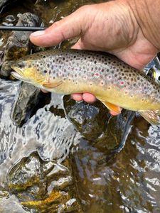 Brown Trout