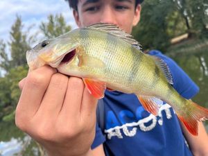 European Perch