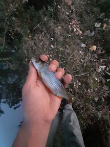 Roach