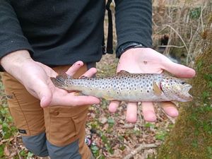Brown Trout