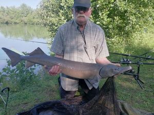 European Sturgeon