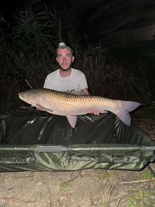 Grass Carp