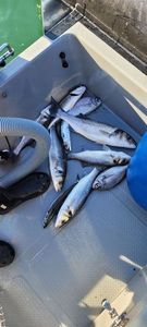 European Bass (Seabass)