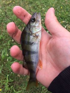 European Perch