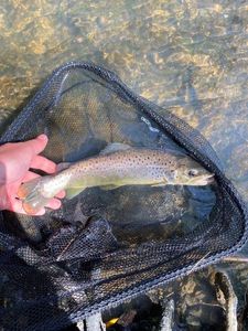 Brown Trout