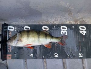 European Perch