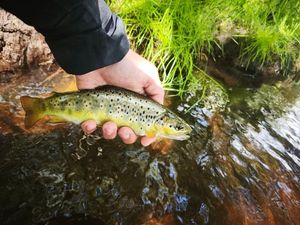 Brown Trout
