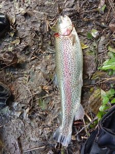 Rainbow Trout