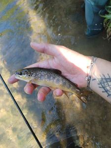 Brown Trout