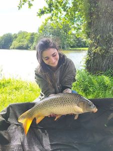 Common Carp