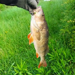 European Perch