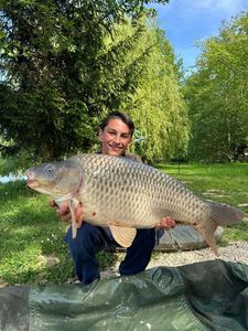 Common Carp