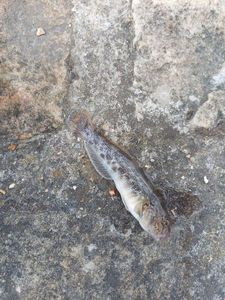 Monkey Goby