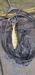 Common Bream