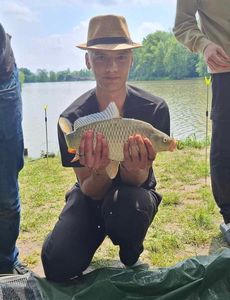 Common Carp