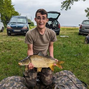 Common Carp