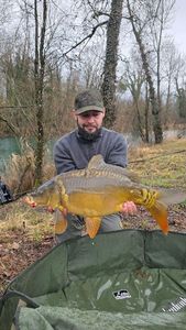 Mirror Carp